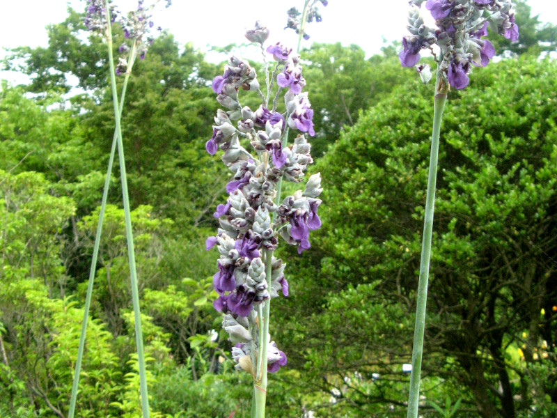 ~YJiiCannnaAwFThalia dealbata j