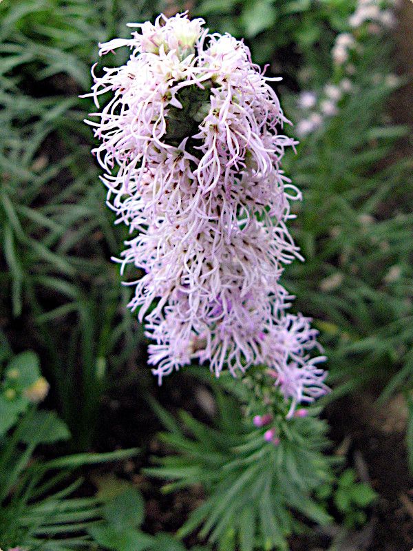 リアトリス Liatris かぎけんweb リアトリス Liatris かぎけんweb