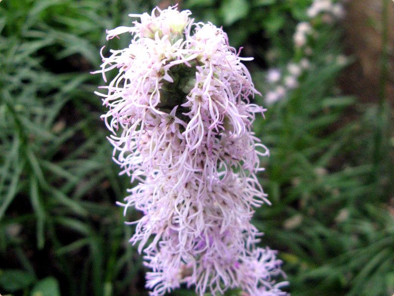 AgX(Liatris)