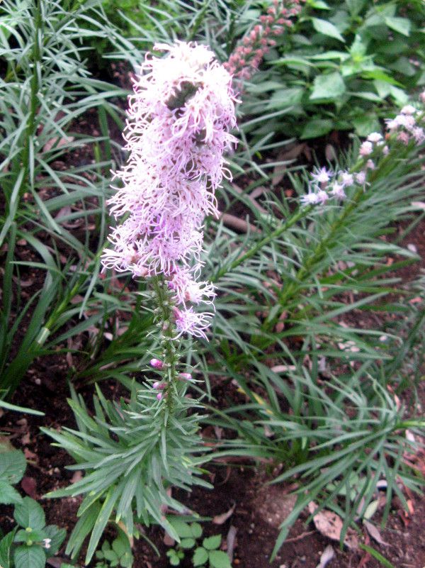 リアトリス Liatris かぎけんweb リアトリス Liatris かぎけんweb