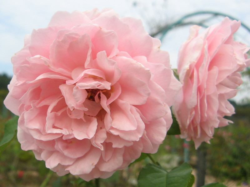 o 'WI ^CY'irose-radio-timesj