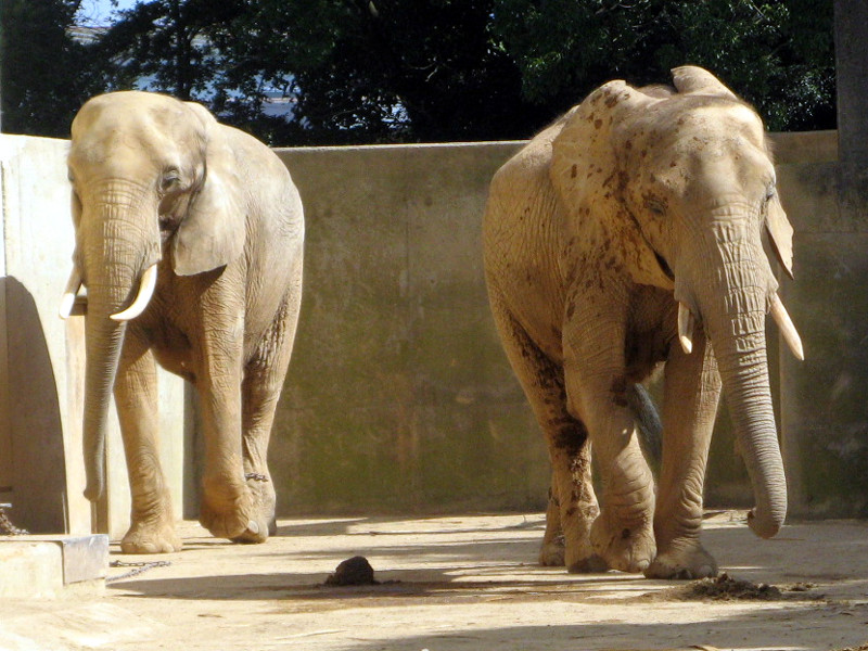 アフリカゾウ（Africa象）