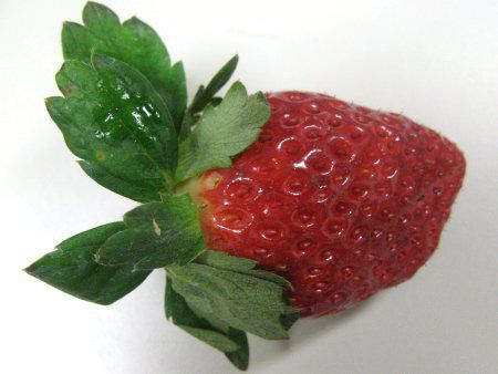 イチゴ 苺 イチゴが無ければショートケーキとは言い難い かぎけんweb イチゴ 苺 イチゴが無ければショートケーキとは言い難い かぎけんweb