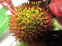 GLiZAEvvAiEchinacea purpureaj