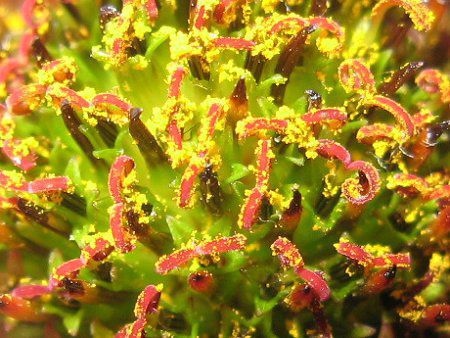 GLiZAEvvAiEchinacea purpureajj