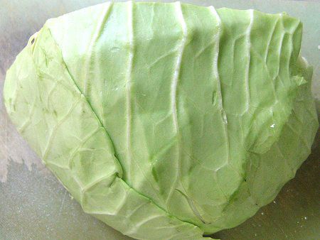 キャベツ Cabbage かぎけんweb