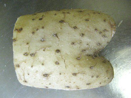 野菜図鑑｜かぎけんWEB