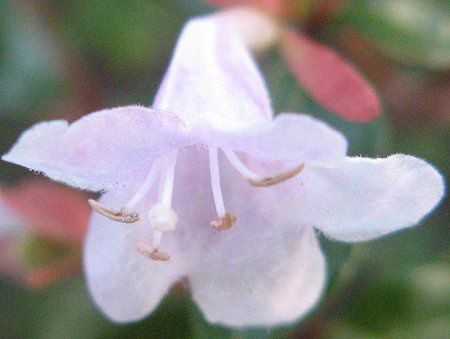 AxA(Abelia)