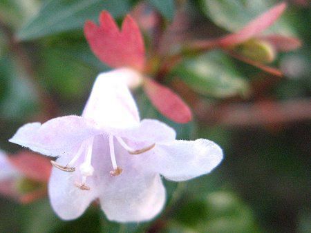 AxA(Abelia)