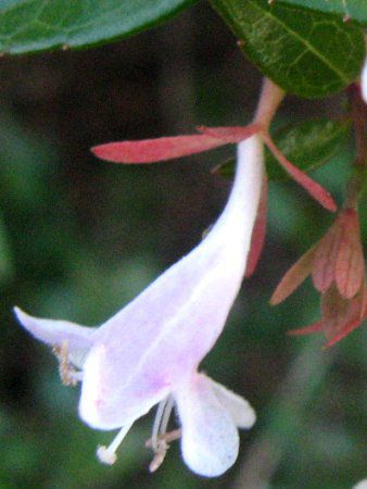 AxA(Abelia)