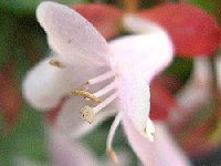 AxA(Abelia)