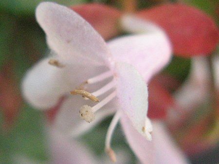 AxA(Abelia)