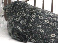 あざらし様① ハイイロアザラシ - Wikipedia