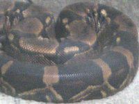 {ARXgN^[iBoa constrictorj