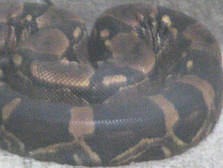 {ARXgN^[iBoa constrictorj