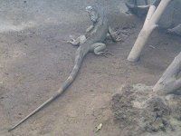 O[COAiiGreen Iguanaj