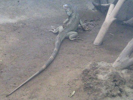 O[COAiiGreen Iguanaj