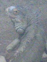 O[COAiiGreen Iguanaj