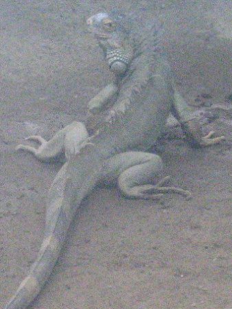 O[COAiiGreen Iguanaj