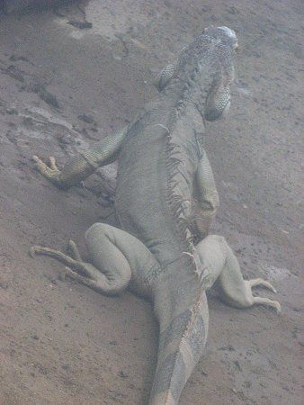 O[COAiiGreen Iguanaj