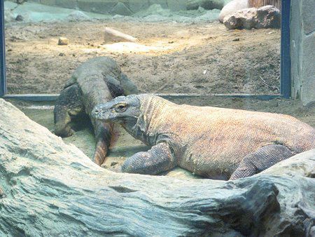 コモドドラゴン Komodo Dragon かぎけんweb