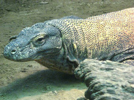 コモドドラゴン Komodo Dragon かぎけんweb