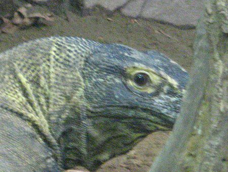 コモドドラゴン Komodo Dragon かぎけんweb