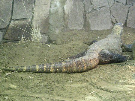 コモドドラゴン Komodo Dragon かぎけんweb
