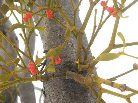 北海道の花 08年12月 かぎけんweb 北海道の花 08年12月 かぎけんweb