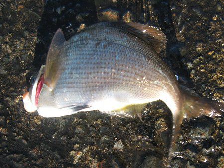 ウミタナゴ 海たなご かぎけんweb