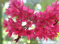 NfhEXyLI[T(Clerodendrum speciosum)