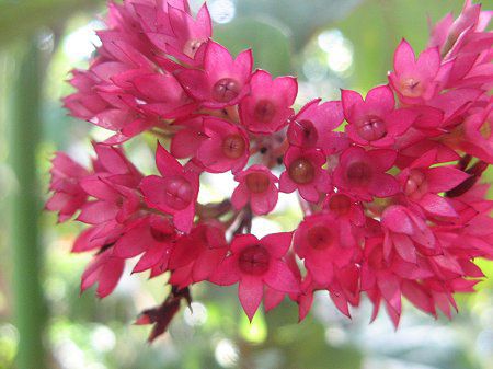 NfhEXyLI[T(Clerodendrum speciosum)