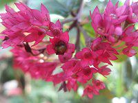 NfhEXyLI[T(Clerodendrum speciosum)