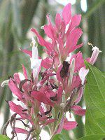 KXPpX}(Megaskepasma)