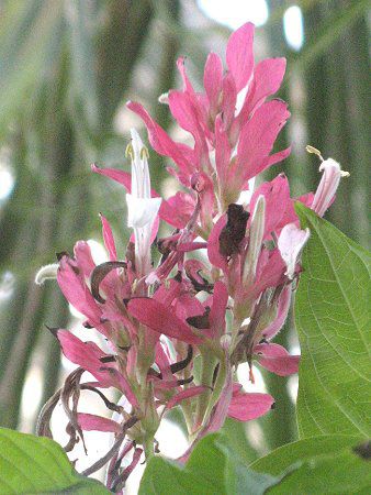 KXPpX}(Megaskepasma)