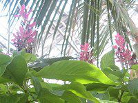 KXPpX}(Megaskepasma)