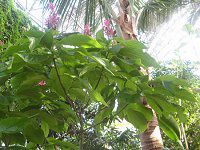 KXPpX}(Megaskepasma)