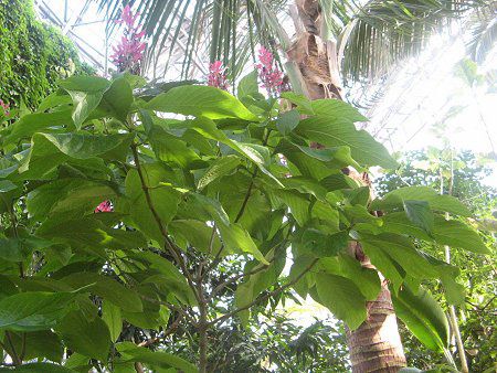 KXPpX}(Megaskepasma)