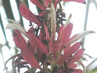 KXPpX}(Megaskepasma)