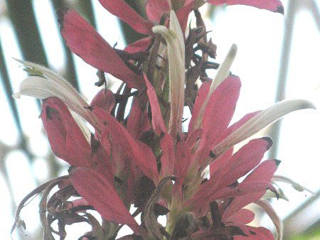 KXPpX}(Megaskepasma)