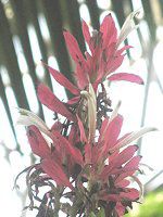 KXPpX}(Megaskepasma)