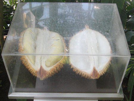 hA(Durian)