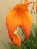 }XfoA 'ց[VB'(Masdevallia 'Heathii')