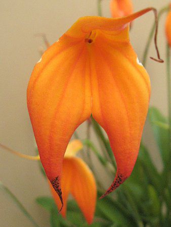 }XfoA 'ց[VB'(Masdevallia 'Heathii')