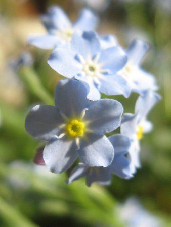 ワスレナグサ 忘れな草 勿忘草 かぎけんweb ワスレナグサ 忘れな草 勿忘草 かぎけんweb