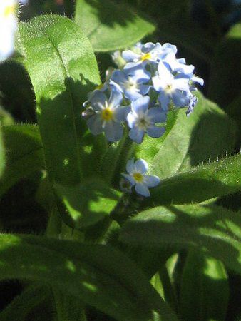 ワスレナグサ 忘れな草 勿忘草 かぎけんweb