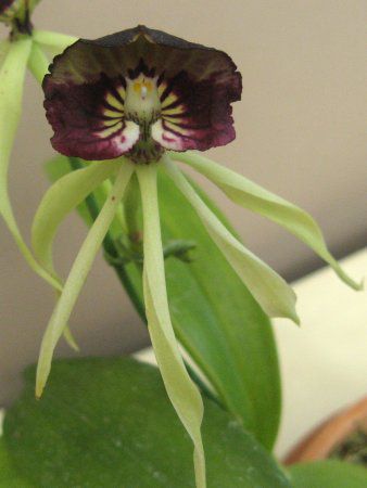 GVNAERNA^(Encyclia cochleata)