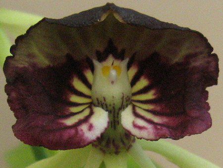 GVNAERNA^(Encyclia cochleata)