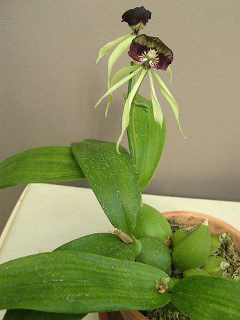 GVNAERNA^(Encyclia cochleata)