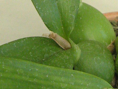 GVNAERNA^(Encyclia cochleata)